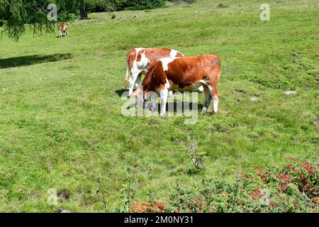 In Der Nähe Von Proveis Stockfoto