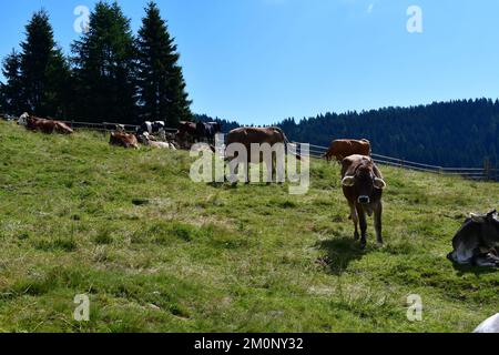 In Der Nähe Von Proveis Stockfoto
