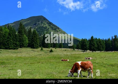 In Der Nähe Von Proveis Stockfoto