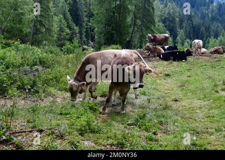 In Der Nähe Von Proveis Stockfoto