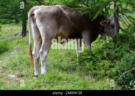In Der Nähe Von Proveis Stockfoto
