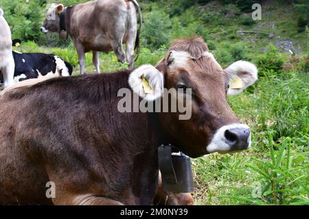 In Der Nähe Von Proveis Stockfoto