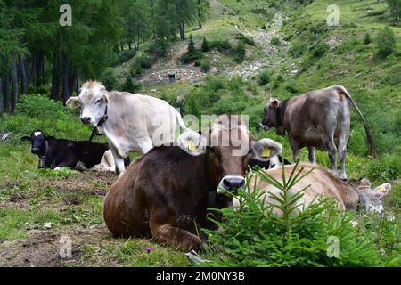 In Der Nähe Von Proveis Stockfoto