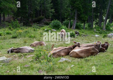 In Der Nähe Von Proveis Stockfoto