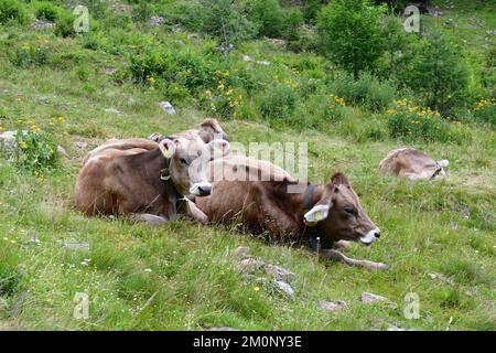 In Der Nähe Von Proveis Stockfoto