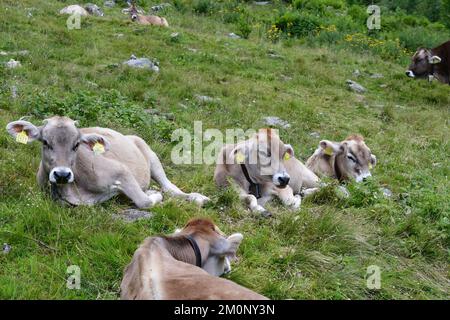 In Der Nähe Von Proveis Stockfoto
