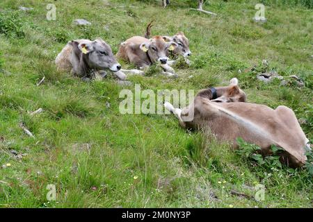 In Der Nähe Von Proveis Stockfoto