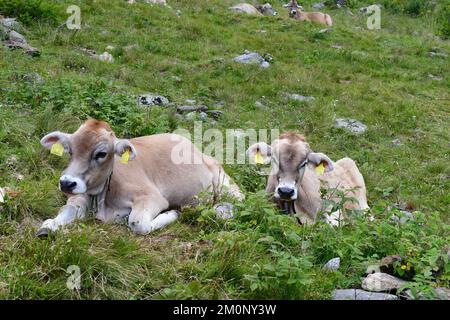 In Der Nähe Von Proveis Stockfoto