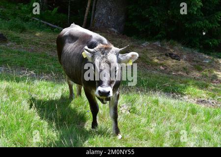 In Der Nähe Von Proveis Stockfoto