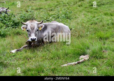 In Der Nähe Von Proveis Stockfoto