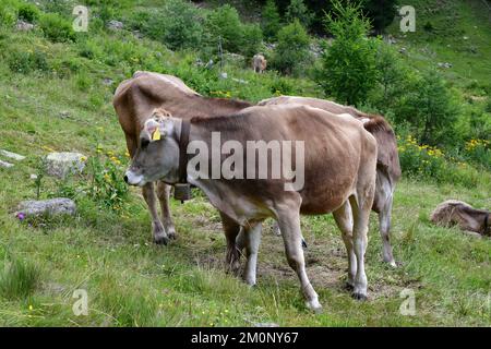 In Der Nähe Von Proveis Stockfoto