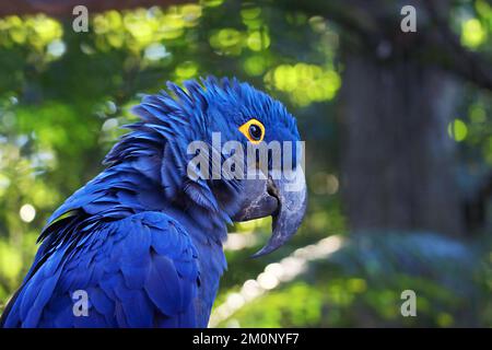 Ein wunderschönes, leuchtend blaues Hyazinth Macaw mit verschwommenem grünem Wald im Hintergrund Stockfoto