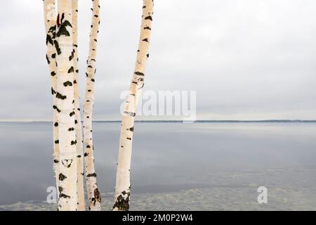 Birkenstämme gegen Winterlandschaft mit bewölktem Himmel und eiskalten See Stockfoto