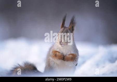 Süßes rotes Eichhörnchen in der Winterszene mit viel Schnee. Konzentrieren Sie sich auf die Nasenspitze, geringe Tiefenschärfe. Schöner, verschwommener Hintergrund. Stockfoto