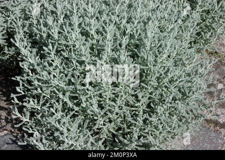 BaumwollLavendel (Santolina chamaecyparissus) im Garten. Stockfoto