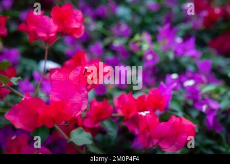 Rosa und lila Bougainvillea Blumen Nahaufnahme. Exotische Blumen im Hintergrund Stockfoto