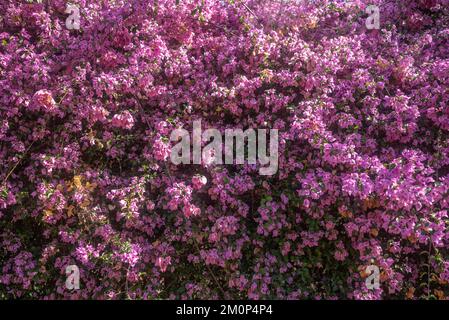 Rosafarbene Bougainvillea-Blumen mit ein paar verwelkten Blüten Stockfoto