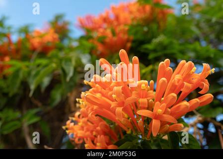 Orangenblüten und Grün im Flamevine-Stil sorgen für den Sommerhintergrund Stockfoto
