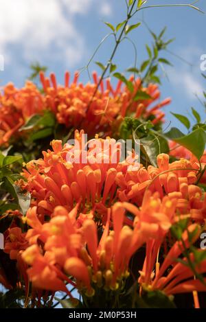 Orangenblüten und Grün im Flamevine-Stil sorgen für den Sommerhintergrund Stockfoto