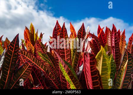 Lange Crotonblätter auf weißen Wolken und blauem Himmelshintergrund Stockfoto