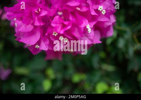 Rosafarbene Bougainvillea-Blüten auf unscharfem grünen Laubhintergrund Stockfoto