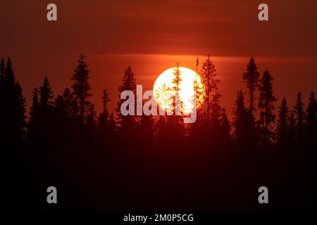 Großer Sonnenuntergang hinter einer Silhouette im Taiga-Wald an einem Sommerabend in der Nähe von Kuusamo, Nordfinnland Stockfoto