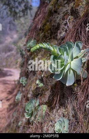 Rose crassula in Blüte oder Aeonium aureum an einer Felswand oder Klippe Stockfoto