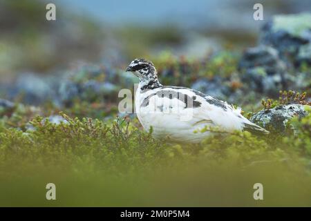 Wandern Sie Ptarmigan während einer Sommernacht im Urho Kekkonen-Nationalpark in Nordfinnland Stockfoto