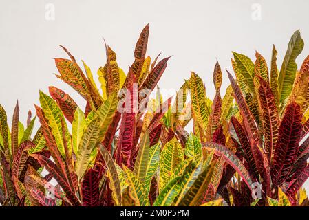 Lange Crotonblätter auf weißem Wandhintergrund. Speicherplatz kopieren Stockfoto