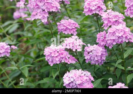 Phlox paniculata 'Nesperis' blüht. Stockfoto