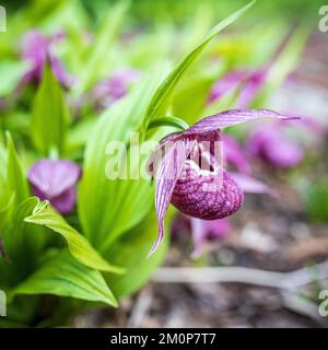 Cypripedium ist eine Gattung von 58 Arten und keine Art von hartnäckigen Orchideen; es ist eine von fünf Gattungen, die zusammen die Unterfamilie von Frauenschuhen bilden Stockfoto