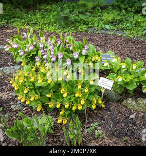 Cypripedium ist eine Gattung von 58 Arten und keine Art von hartnäckigen Orchideen; es ist eine von fünf Gattungen, die zusammen die Unterfamilie von Frauenschuhen bilden Stockfoto