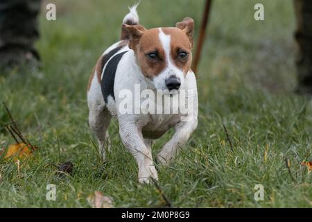 Jack Russell Terrier läuft Stockfoto