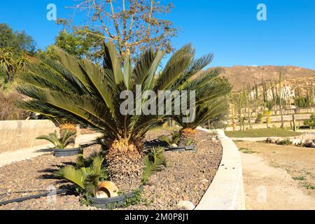 Cycas revoluta pflanzt im Frühling unter der Sonne im Garten Stockfoto