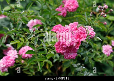 Rosa 'Dorothy Perkins' Blumen. Rambling Rose. Stockfoto