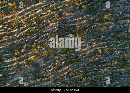 Eine Antenne eines mineralisierten, klaren Gebiets in Hossa, Nordfinnland Stockfoto