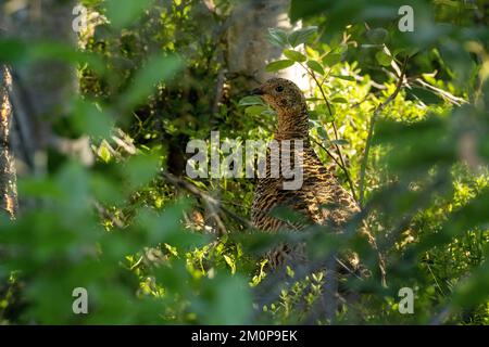 Eine vorsichtige weibliche schwarze Moorhühnerin inmitten einer üppigen grünen Umgebung in der Nähe von Kuusamo, Nordfinnland Stockfoto