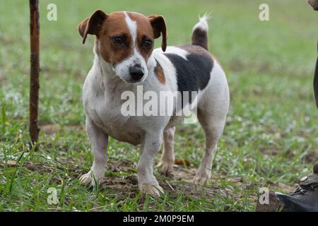 Jack-Russell-terrier Stockfoto