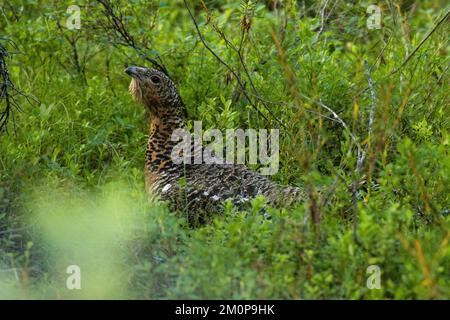 Eine weibliche westliche Kapuzinerin, die sich mitten in üppigen Sträuchern in einem nördlichen Wald in Finnland, Europa, bewegt Stockfoto