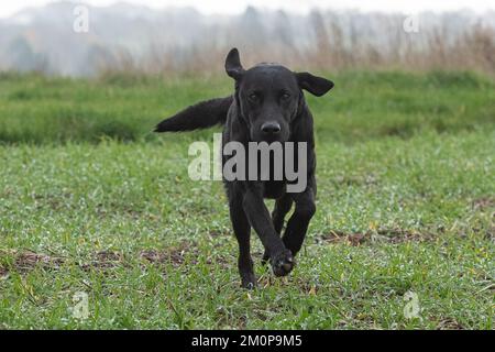 Schwarzer labrador läuft auf Kamera zu Stockfoto
