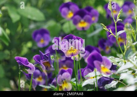 Bratschen im Garten. Stockfoto