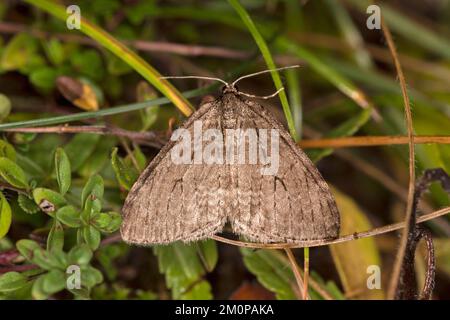 Wintermotte (Operophtera brumata), eine der seltenen Lepitoptera-Arten, die im Spätherbst und Winter aktiv ist, Ovronnaz, Wallis, Schweiz Stockfoto