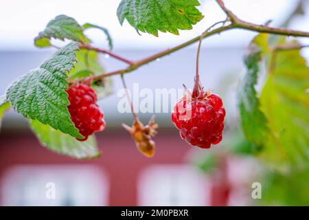 Ein Paar nasse Himbeeren auf verschwommenem Hintergrund, im Sommer regnerischer Garten, selektiver Fokus, Nahaufnahme Stockfoto