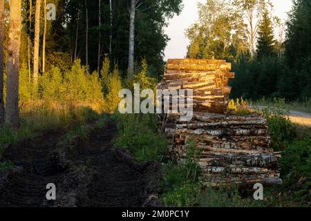 Ein Haufen frisch geschnittener Aspen-Baumstämme auf einer Feldstraße an einem Sommerabend in Süd-Estland, Nordeuropa Stockfoto