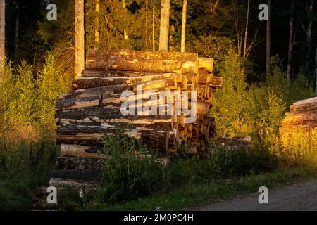 Ein Haufen frisch geschnittener Aspen-Baumstämme auf einer Feldstraße an einem Sommerabend in Süd-Estland, Nordeuropa Stockfoto