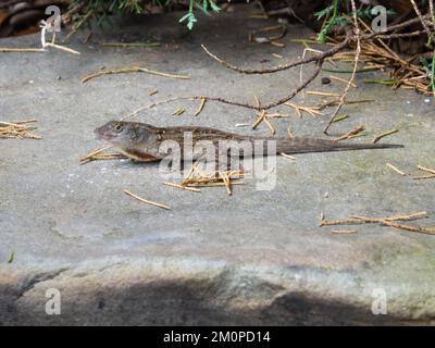 Eine braune Anolis sagrei, auch bekannt als kubanische braune Anole, oder De la Sagras Aole. Stockfoto