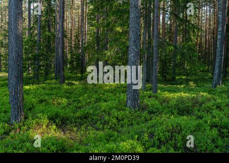 Ein sommerlicher und üppiger Pinienwald an einem frühen Morgen in Estland, Nordeuropa Stockfoto