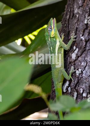 Eine Ritteranole, Anolis equestris, auch bekannt als Kubanische Ritteranole oder kubanische Riesenanole, die auf einem Baum ruht. Stockfoto