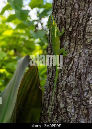 Eine Ritteranole, Anolis equestris, auch bekannt als Kubanische Ritteranole oder kubanische Riesenanole, die auf einem Baum ruht. Stockfoto