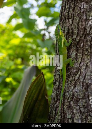 Eine Ritteranole, Anolis equestris, auch bekannt als Kubanische Ritteranole oder kubanische Riesenanole, die auf einem Baum ruht. Stockfoto